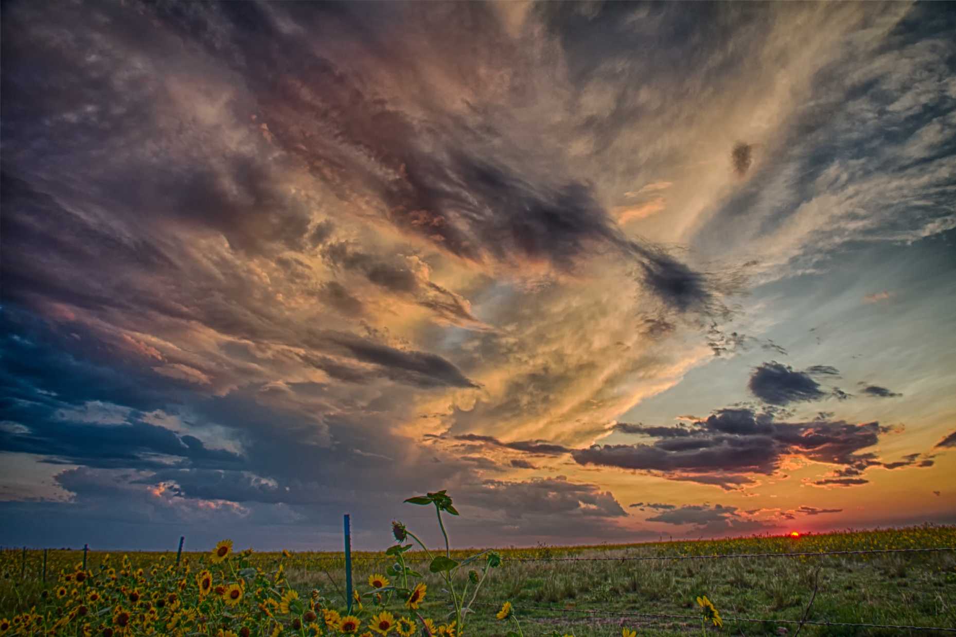 Sunset_Sunflowers 2 RS